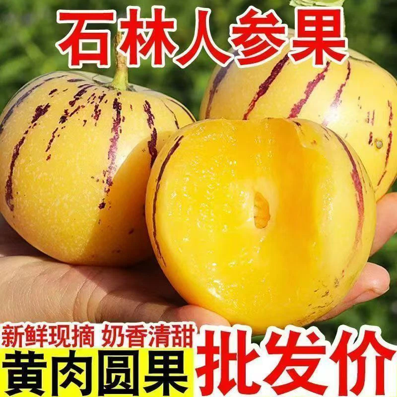 云南石林人参果新鲜树上熟黄肉清甜多汁水果