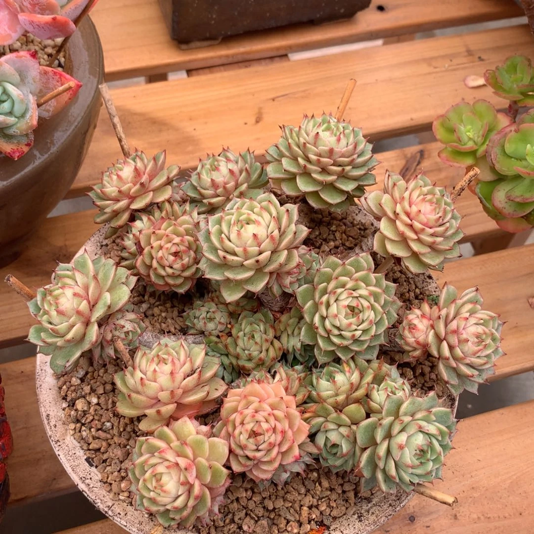 本吧手捧长腿木质化老桩