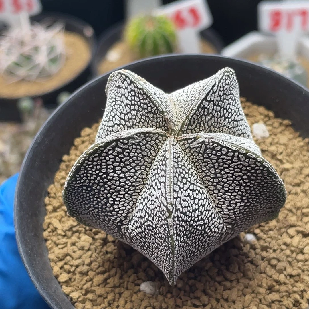 实生五棱恩冢仙人球