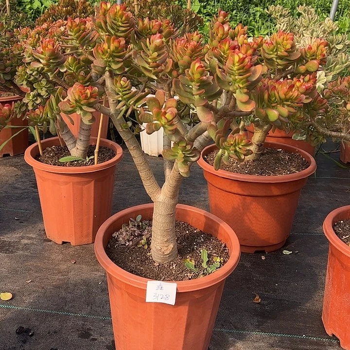 垚***大颗姬红花月带小土球发货不退不换不包断枝掉叶