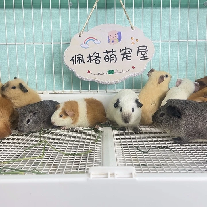 一公一母英短 可爱萌宠猪