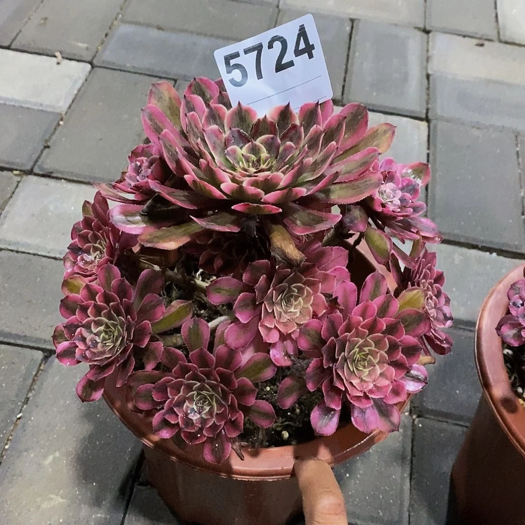 5724白月光555555矮桩不大颗