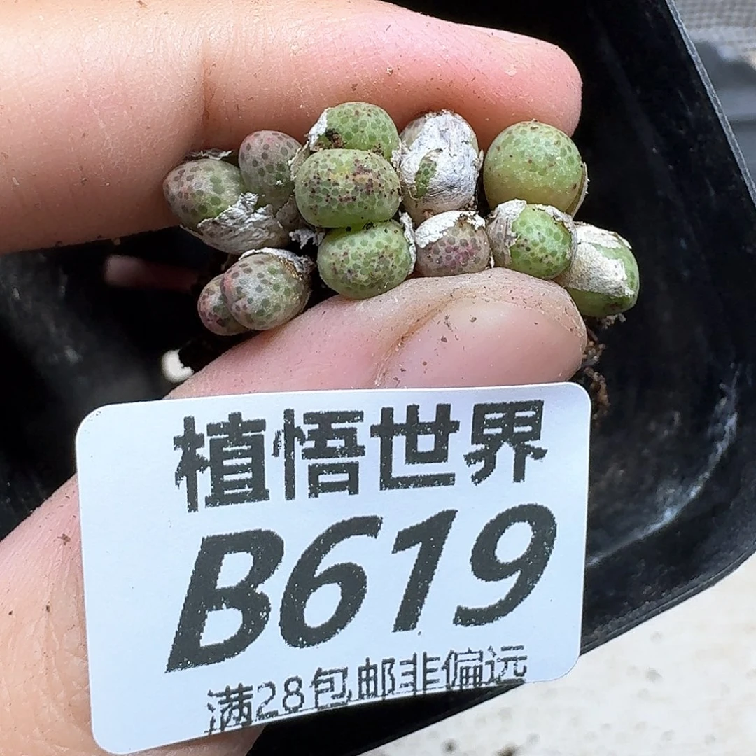 多肉植物的润泽fghh