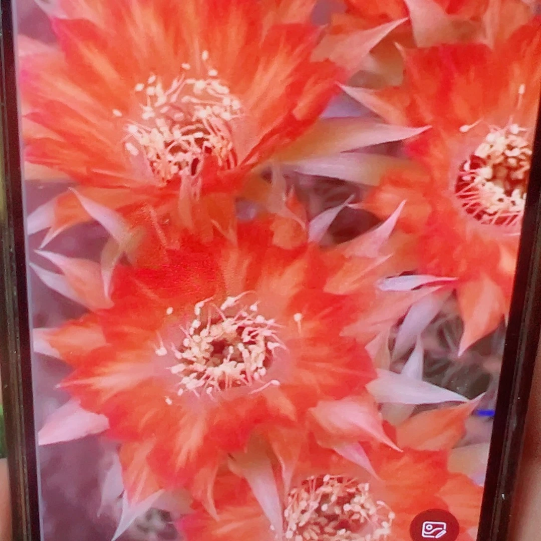 丽花 083侧芽 满20包邮