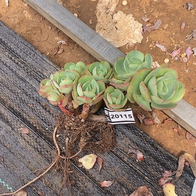 【闪购商品】用****5碧桃20115