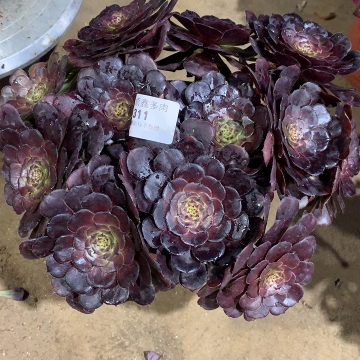 311黑萝莉多肉植物