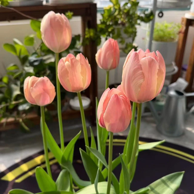 无品牌郁金香种球土培耐寒适用于室内外阳台种植