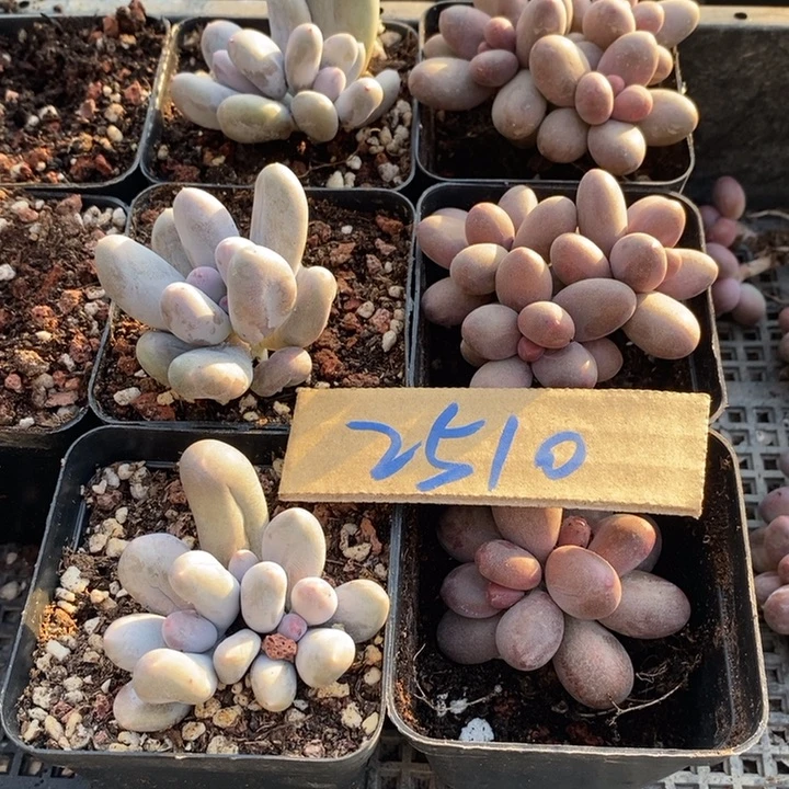 柠***无花朵2510号一物一拍米可