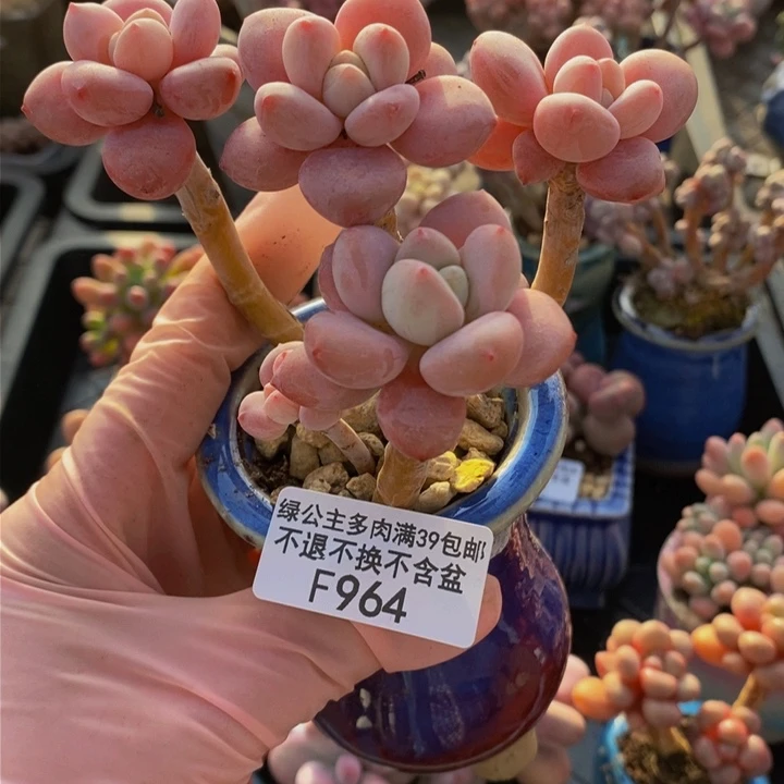 樱花洛神老桩964多肉植物