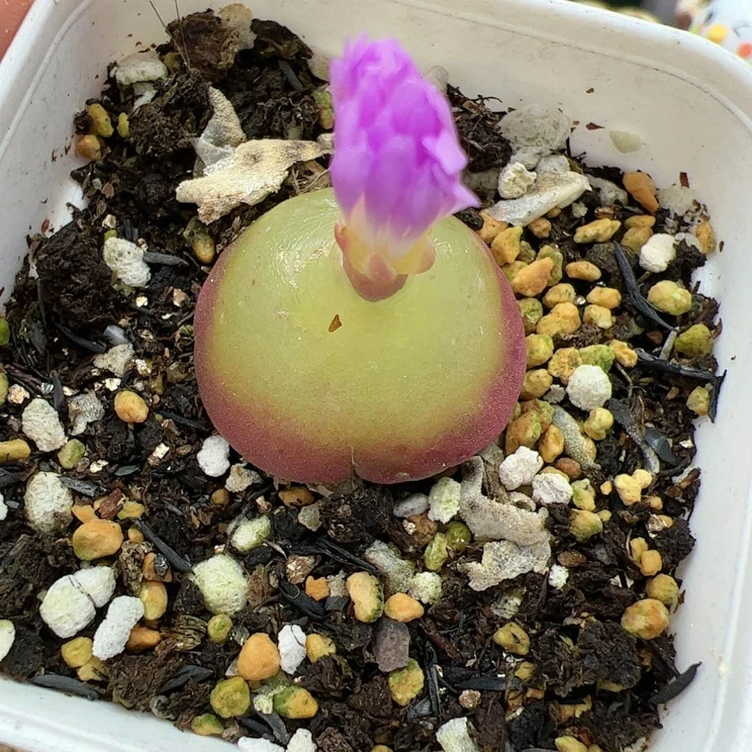 【闪购商品】41 灯泡