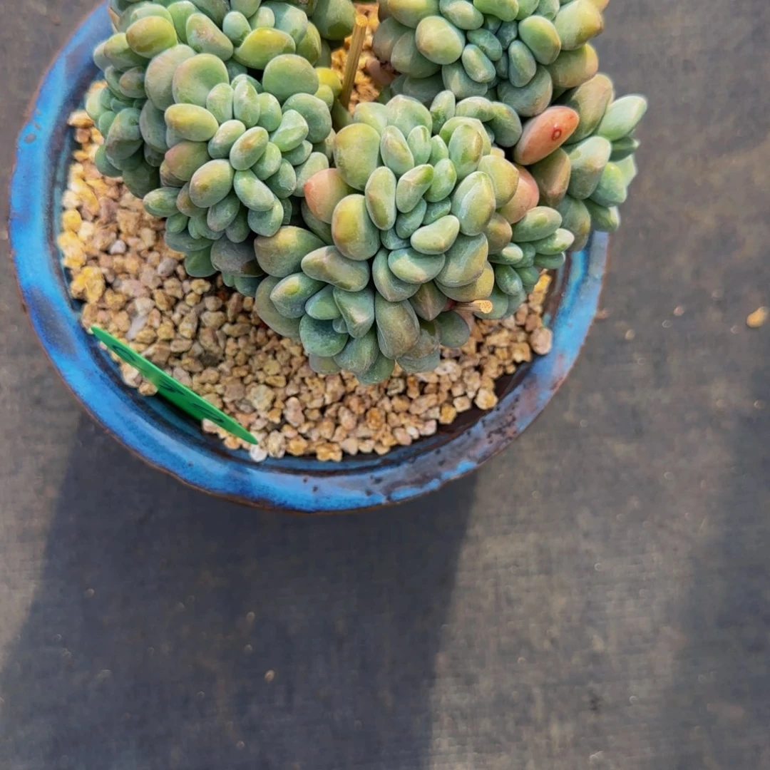 无花朵雨**后C30，小树缀化