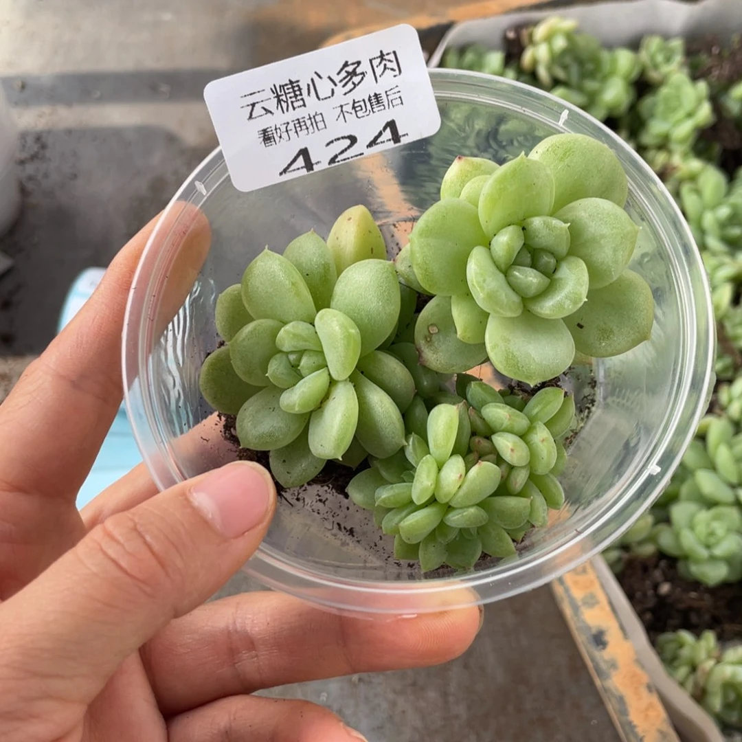 云糖心多肉植物424