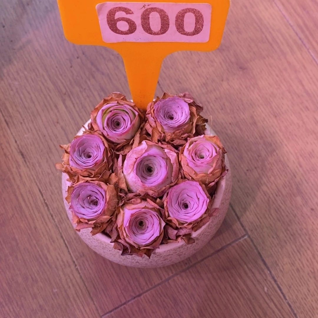 黎***婷山地玫瑰一物一拍600
