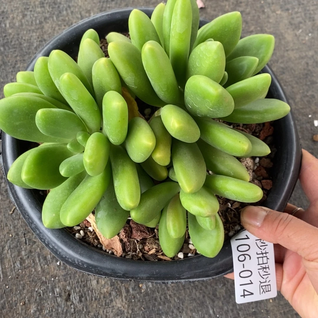 两单包邮1106-14芒果奶