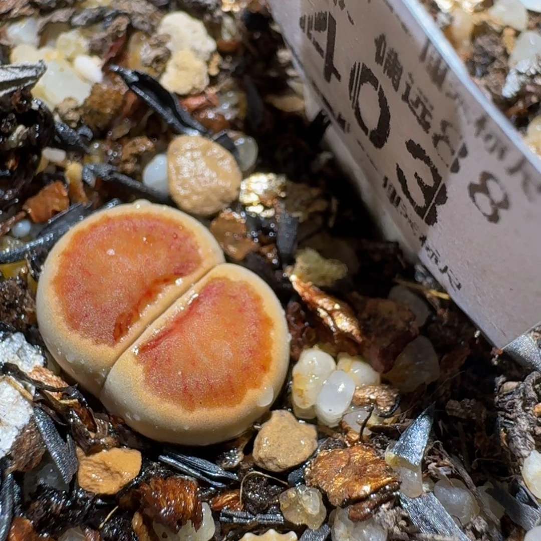 Ssss精品生石花403