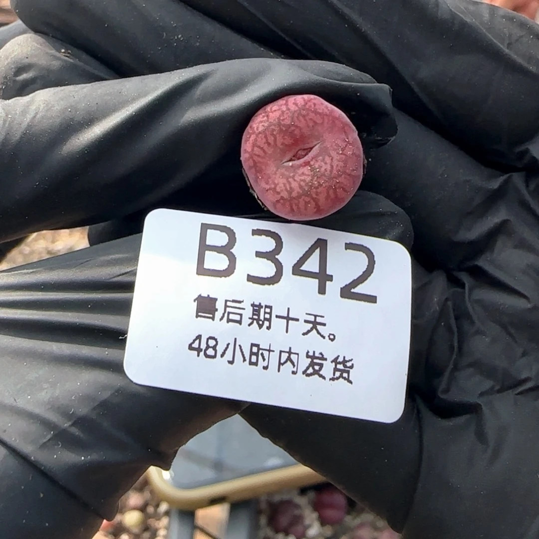 很***味福利。    342。