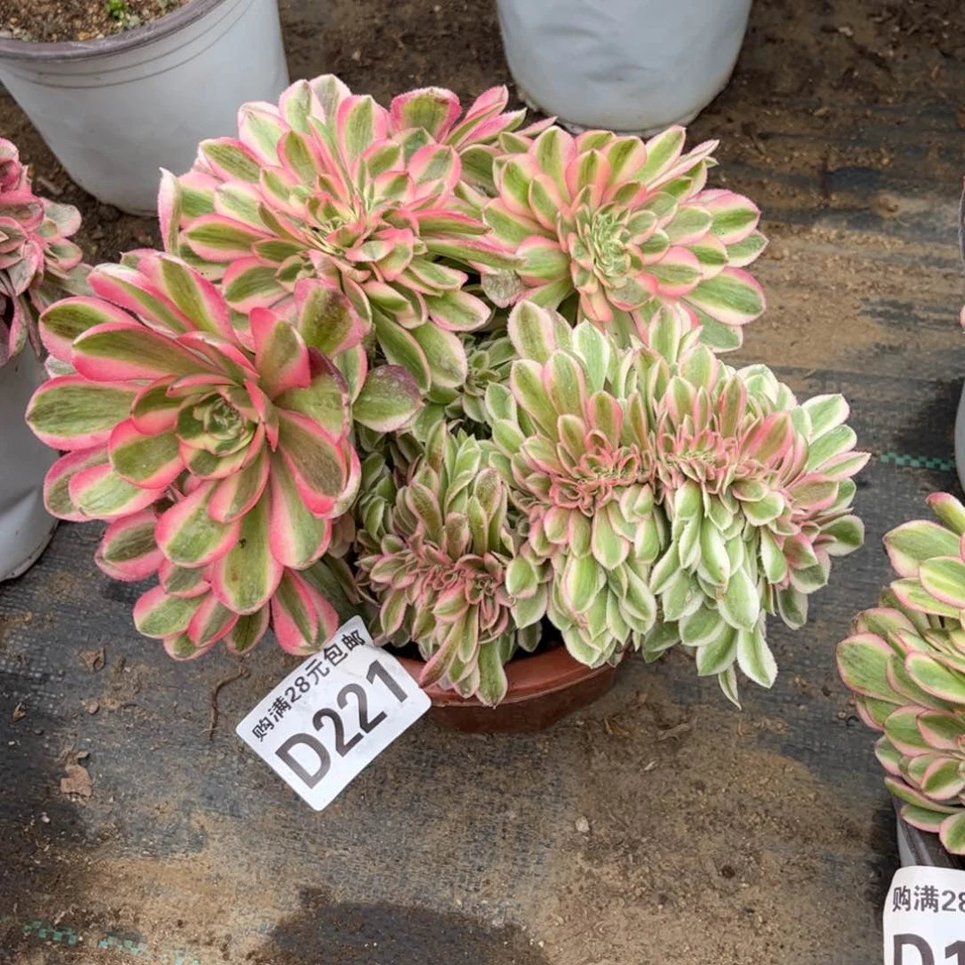 221多肉植物倾城缀化