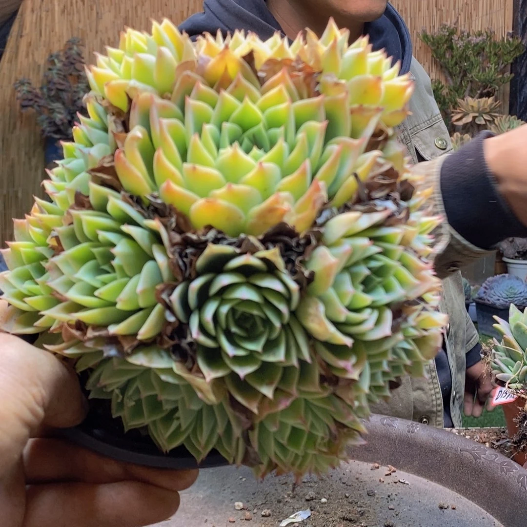 y****】D181号三色堇手捧