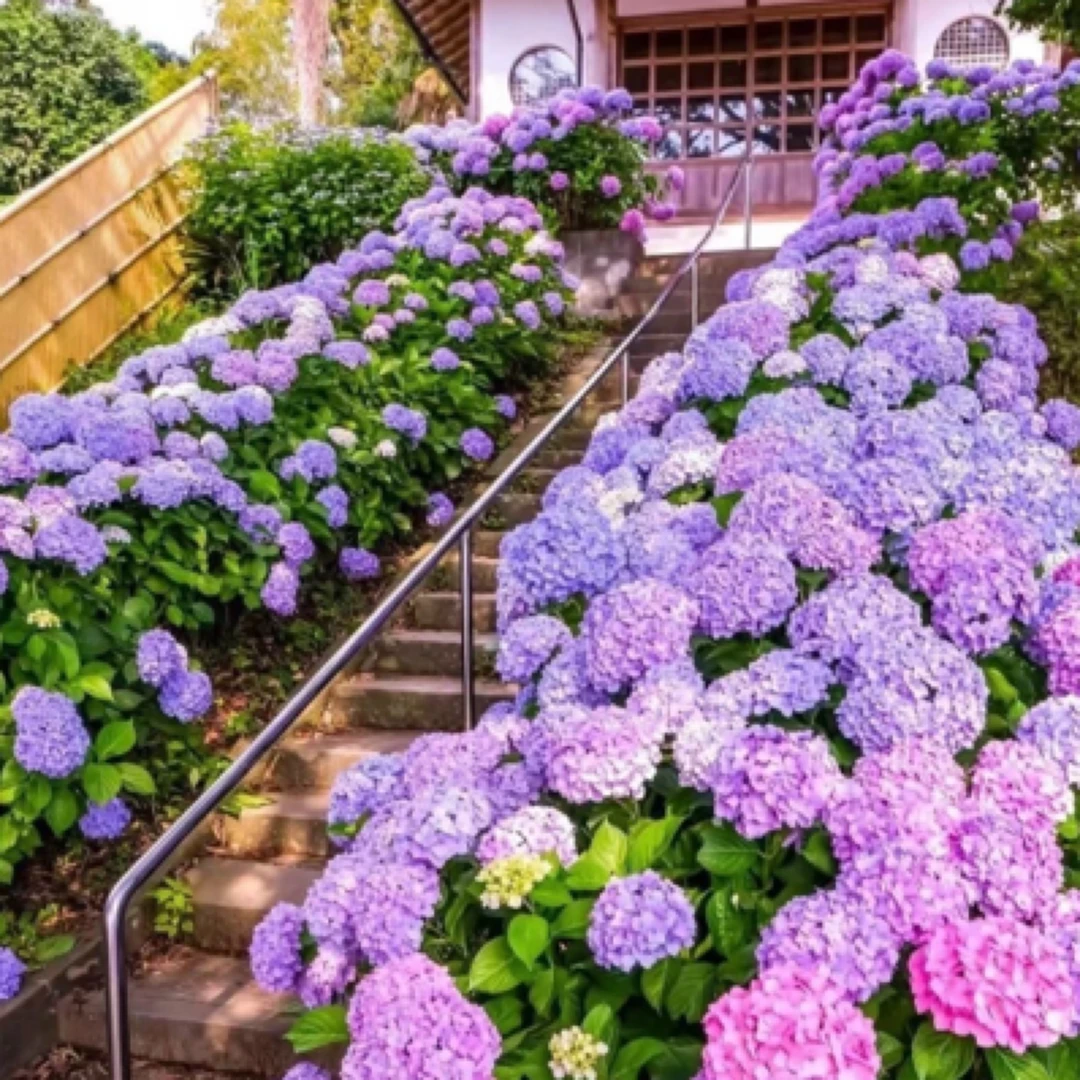 绣球花苗无尽夏四季开花绣球花盆栽庭院好养的花卉植物室内花