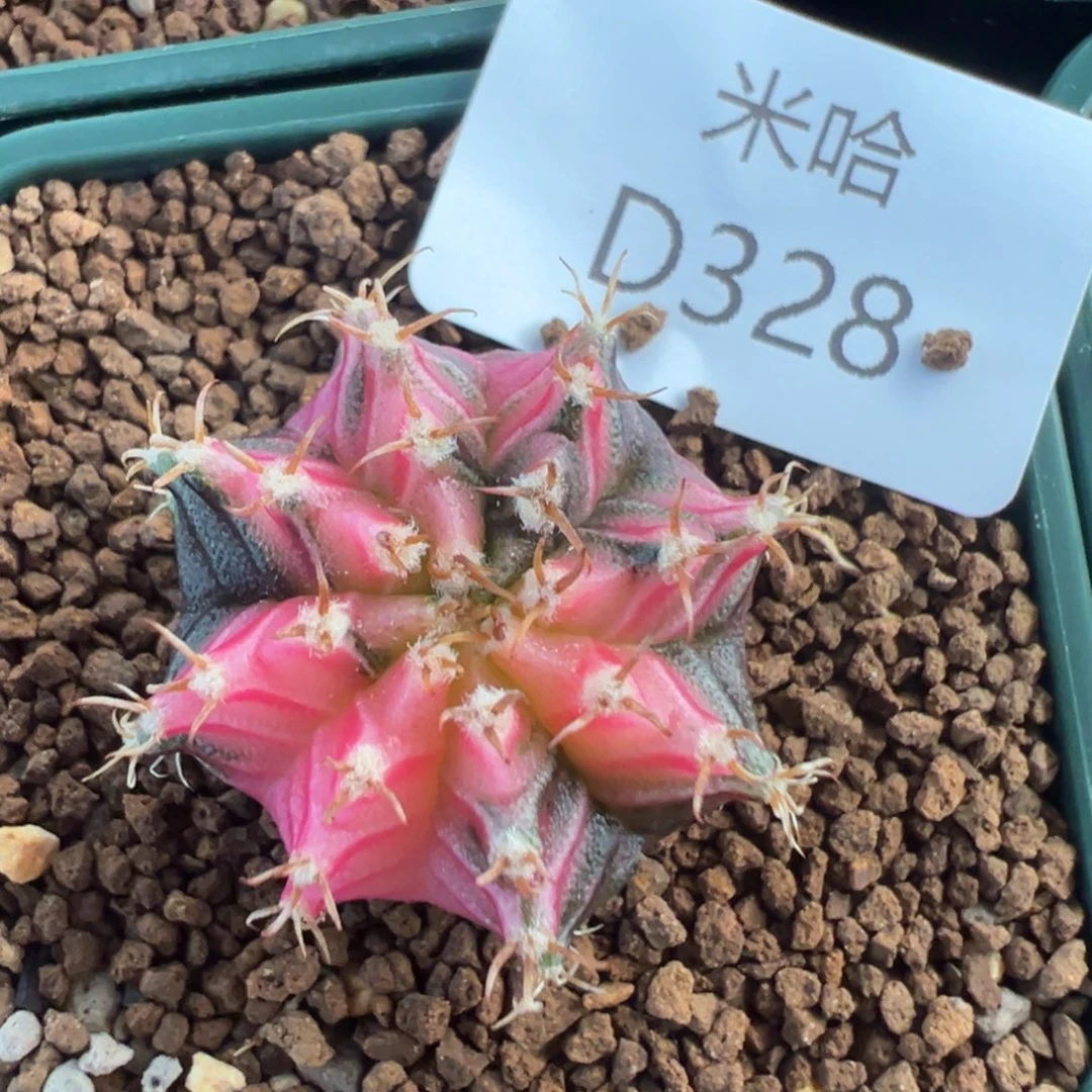 328 好看的米哈冲冲冲