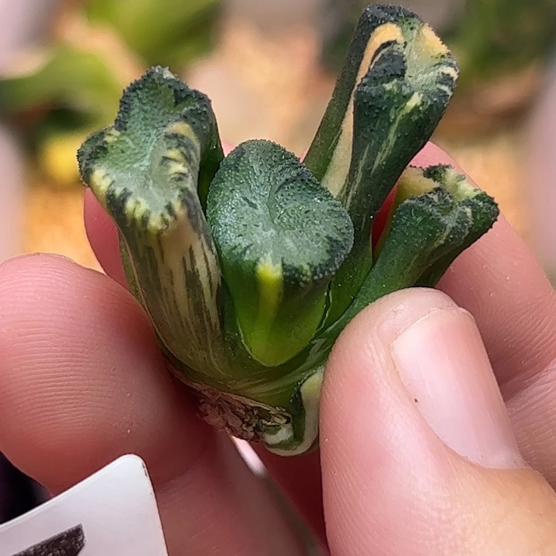 花玲锦十二卷多肉767