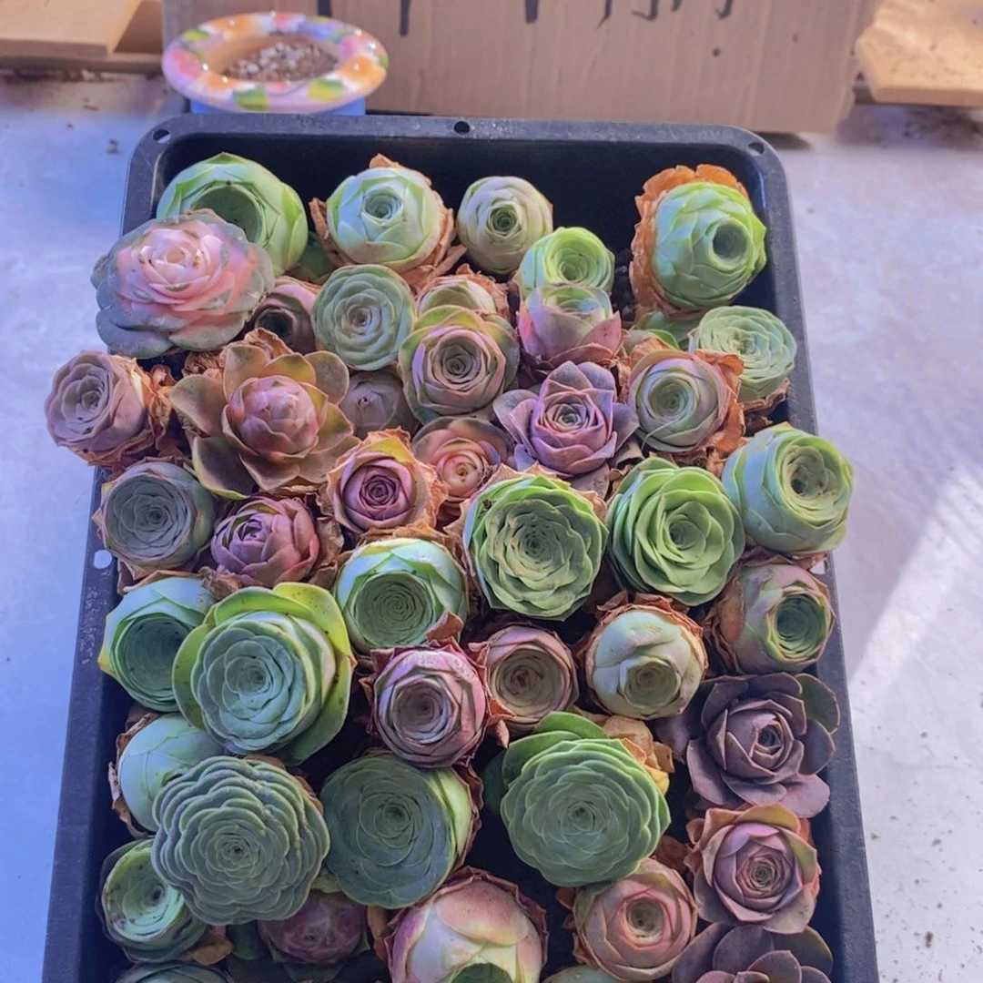 量拍。  01。 保底30颗。小一点