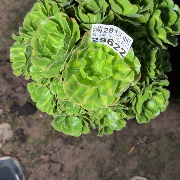 29622南琉璃不包断枝