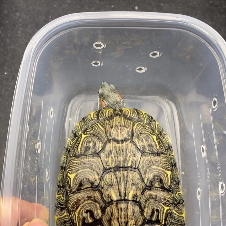 巴西彩龟母66666666