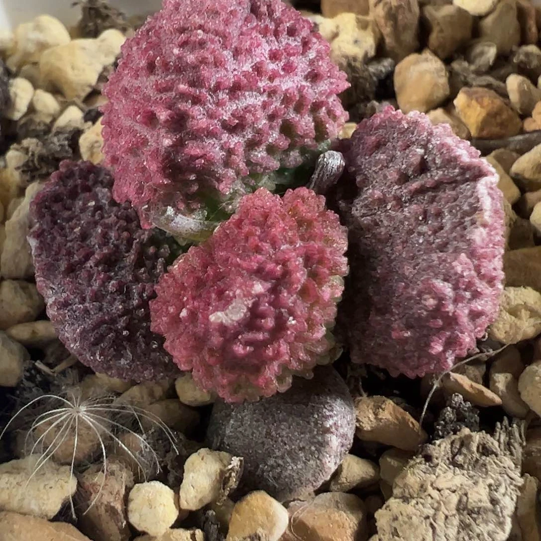 实生新品多肉植物