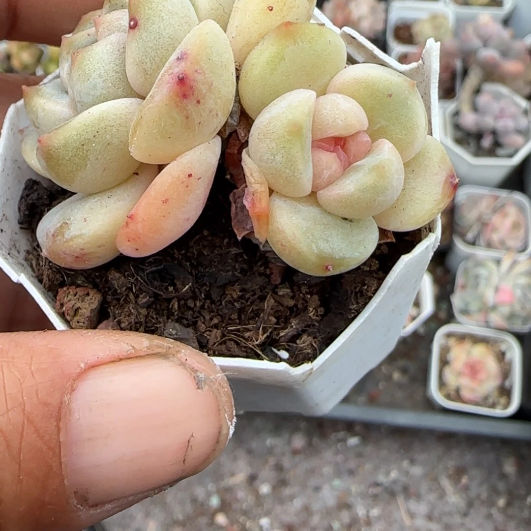 多肉小卡拉米糖心一物一拍