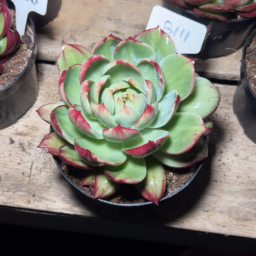 搁***鱼惊鸿仙子一物一拍8111号