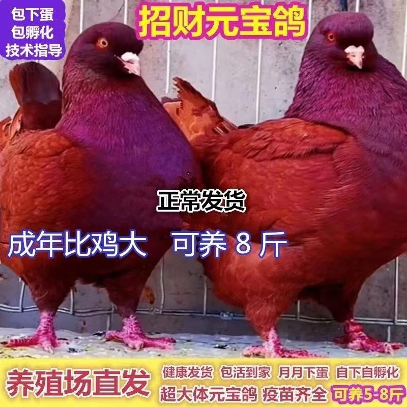 纯种招财元宝鸽子活一对一公一母大体观赏巨型种鸽子巨型活物肉鸽