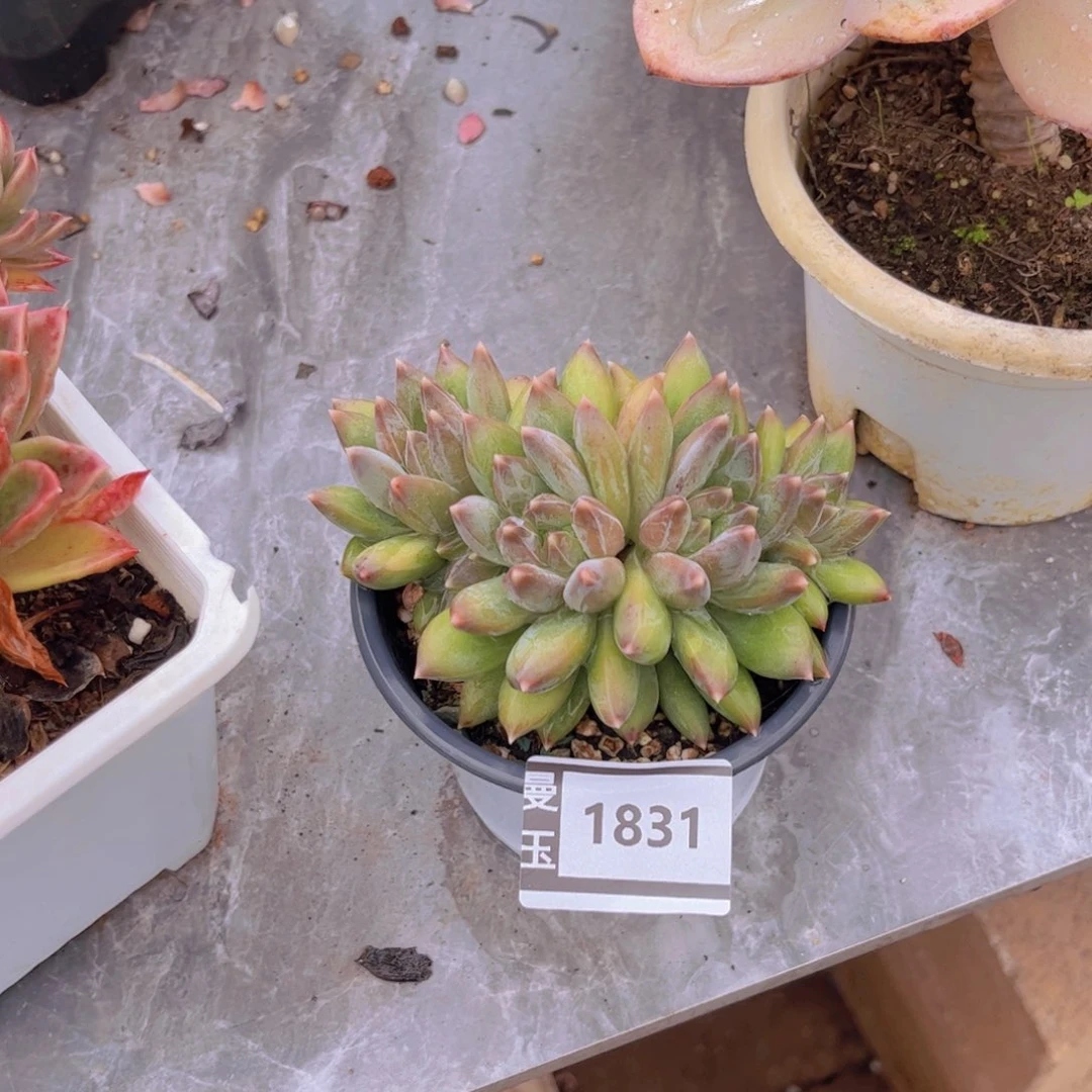 重楼朵朵多肉植物1831