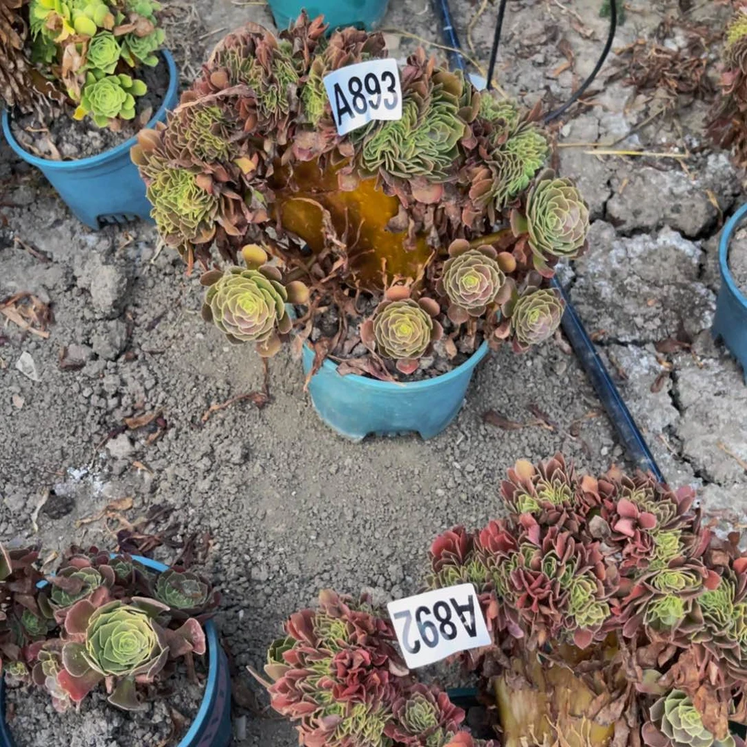 荷兰法师28///51包邮