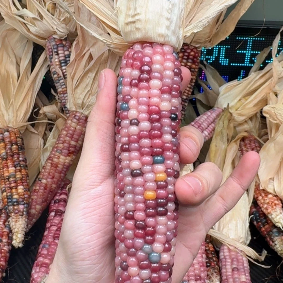 柏香籽/百香籽吊坠小**狸