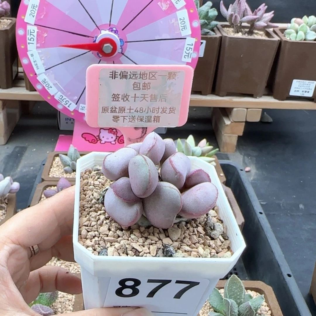 877白肌红蛋微瑕多肉植物