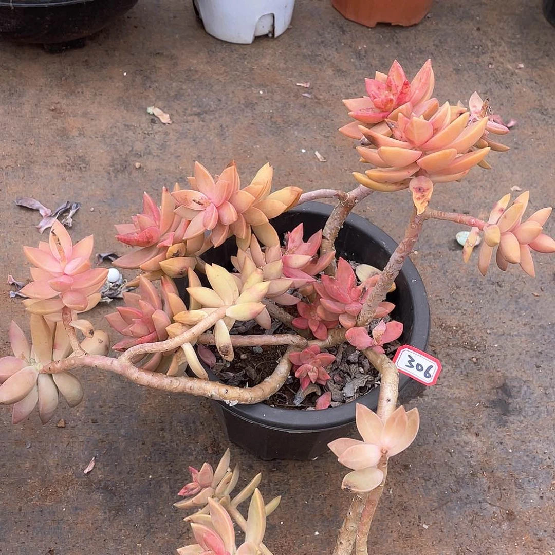 306布丁 一物一拍多肉