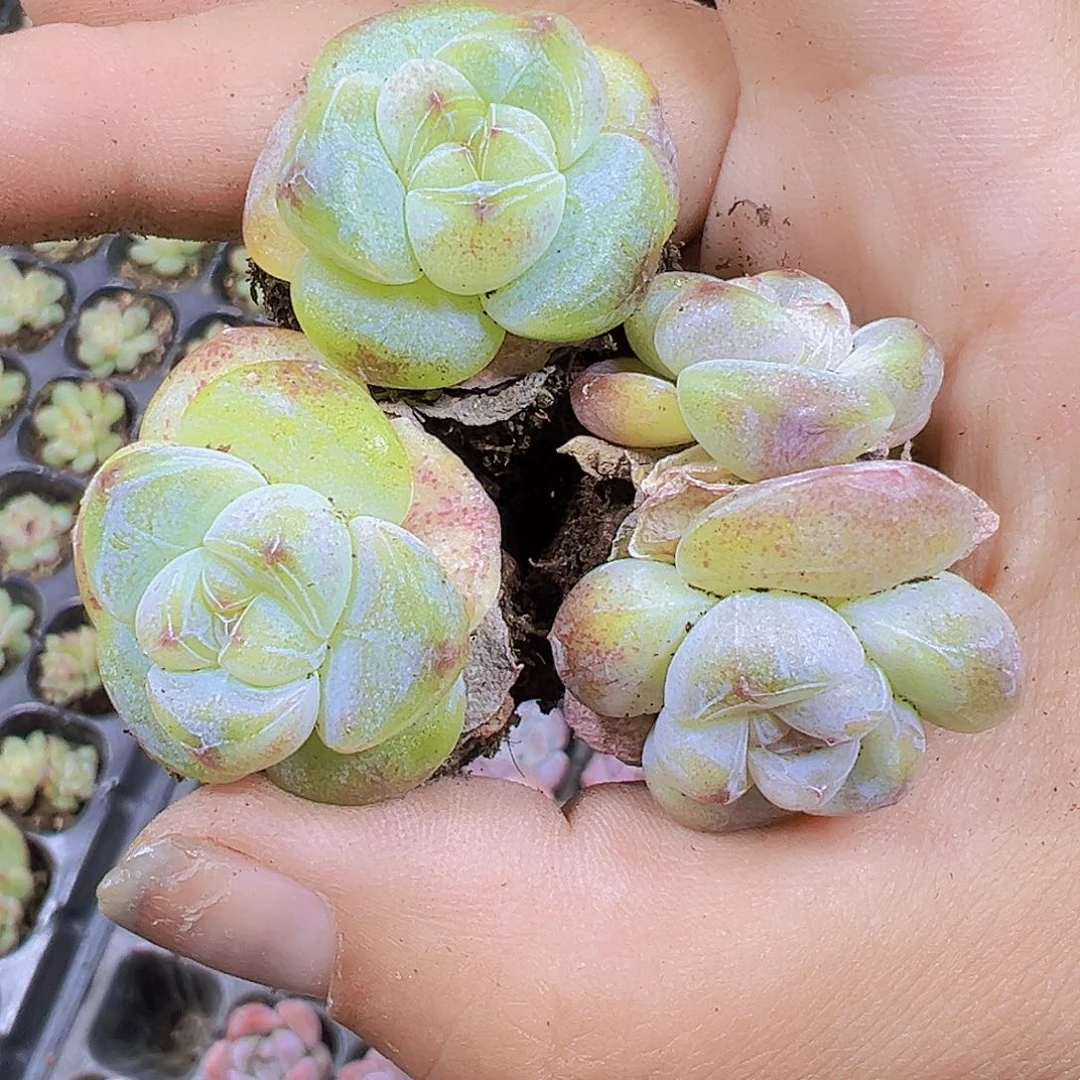 翡翠冰玉5个19包邮多肉植物