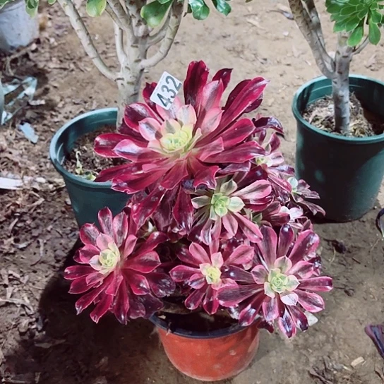 满*432美杜莎老桩法师