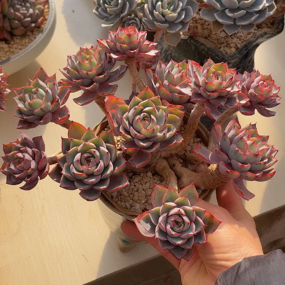 赫拉群生多肉多肉多肉