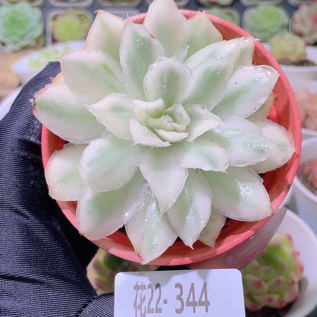 花利美22-344紫蝴蝶锦