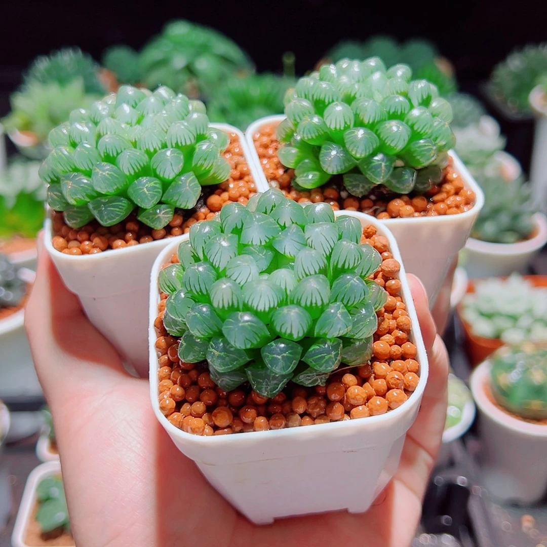 糯姬3颗多肉多肉多肉