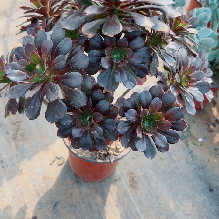481灰圆叶多肉植物