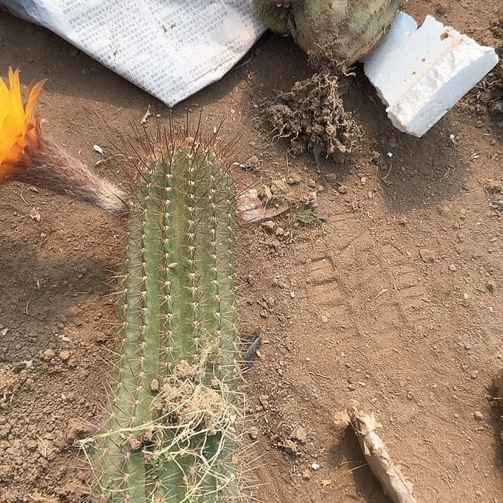 律**浩毛花柱法150的毛花柱