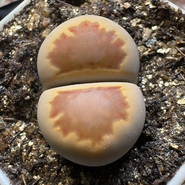 生石花2:：。在。 18号。2.6左右