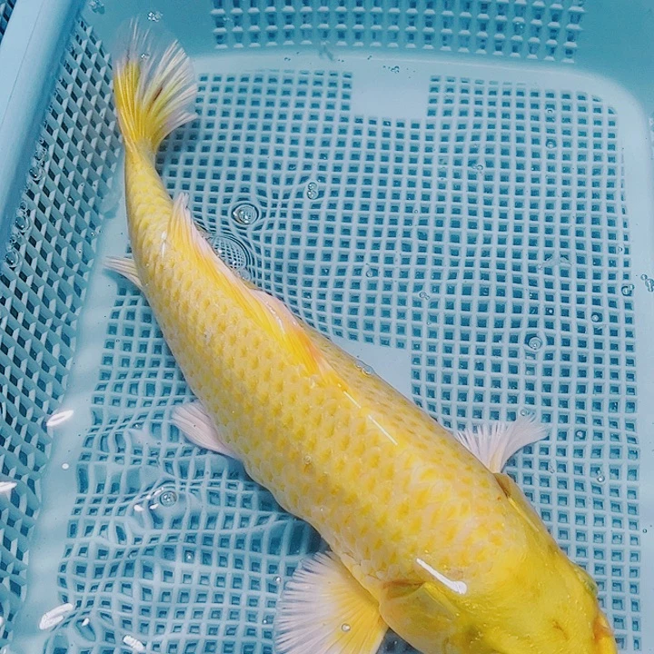锦鲤锦鲤观赏鱼126
