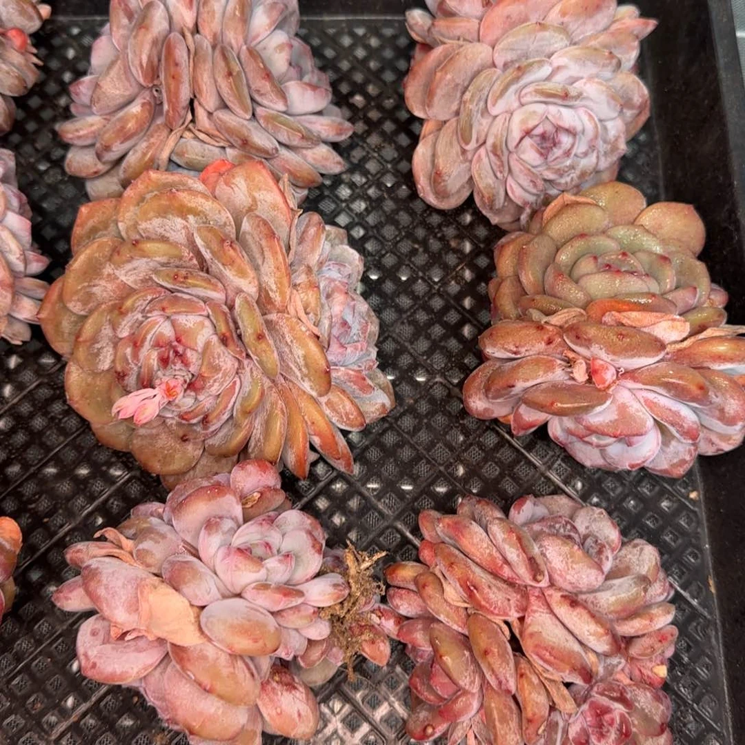 从前慢花园精选石榴籽星影