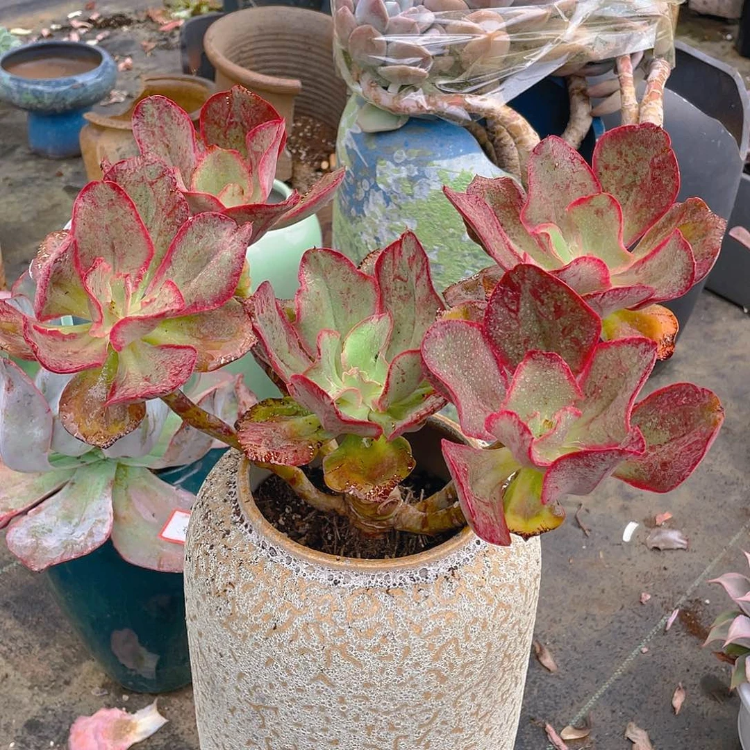 初吻多肉植物中群