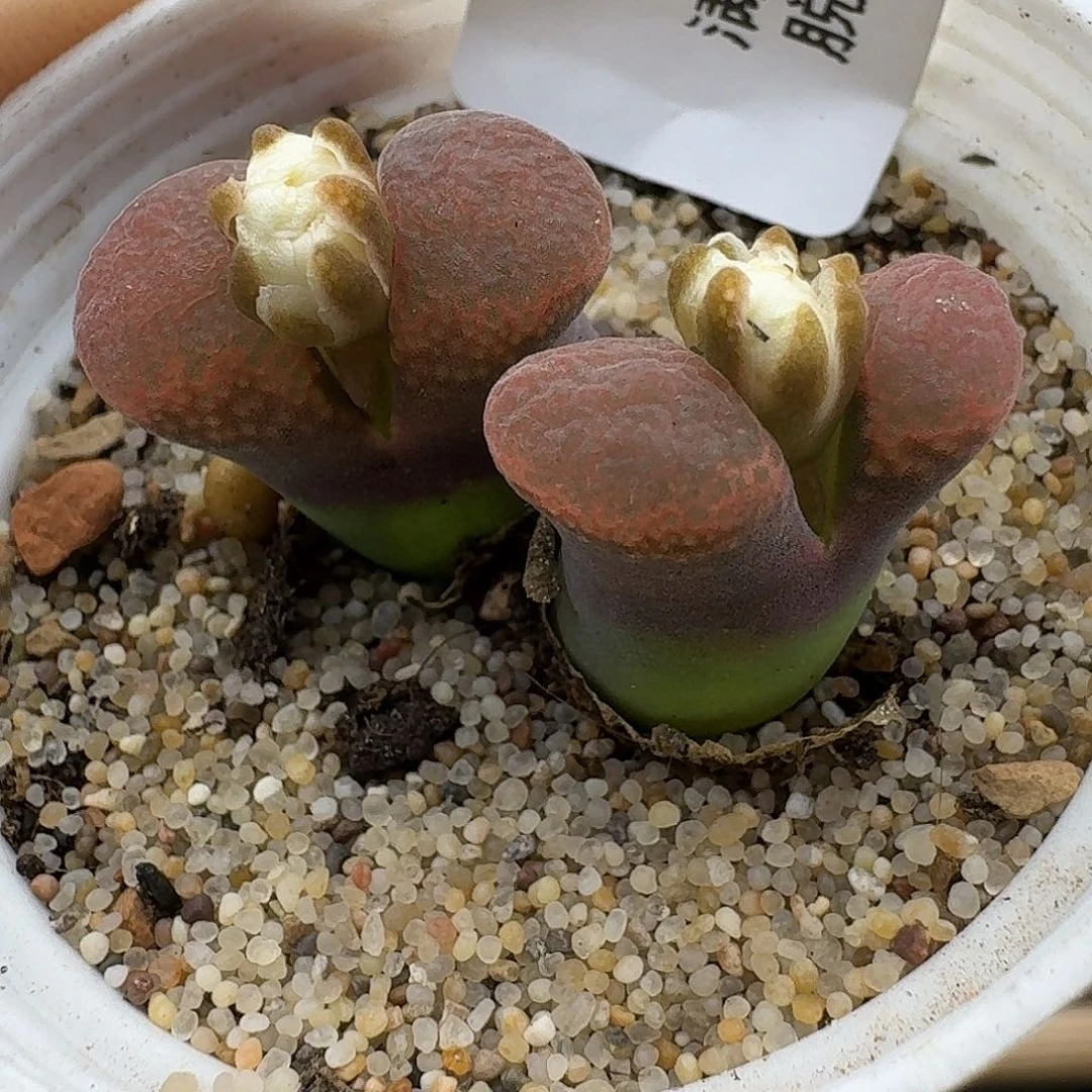 684多肉哈哈哈哈哈哈哈