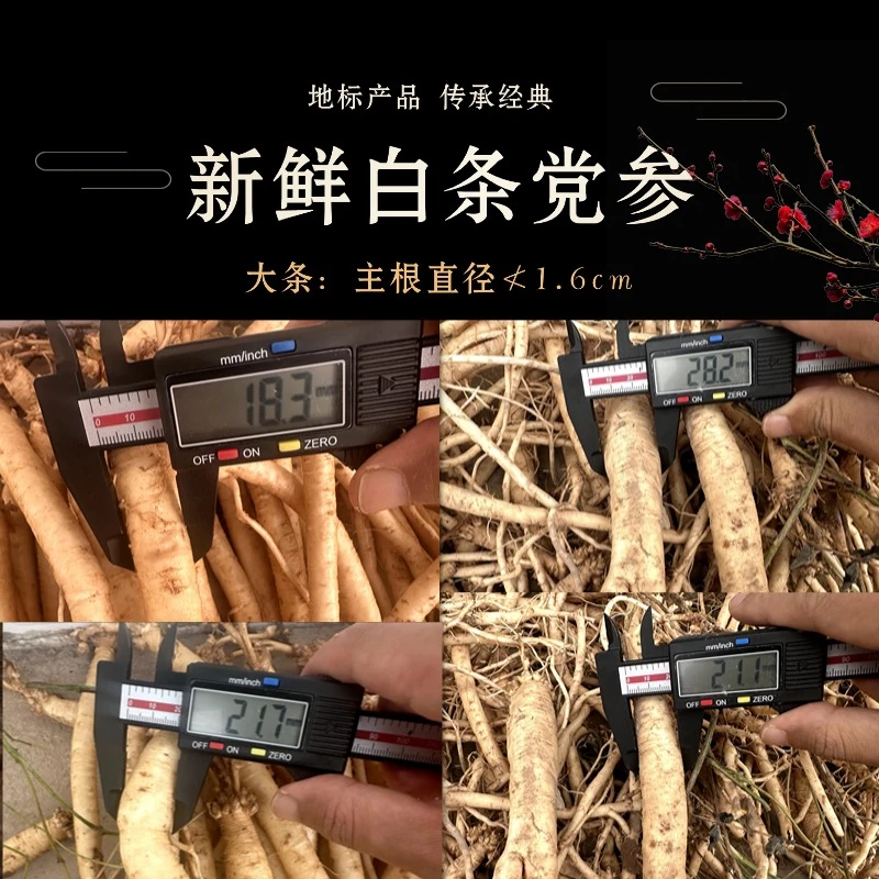 甘肃定西渭源深山无硫自然生长鲜党参煲汤炖肉养生茶优选